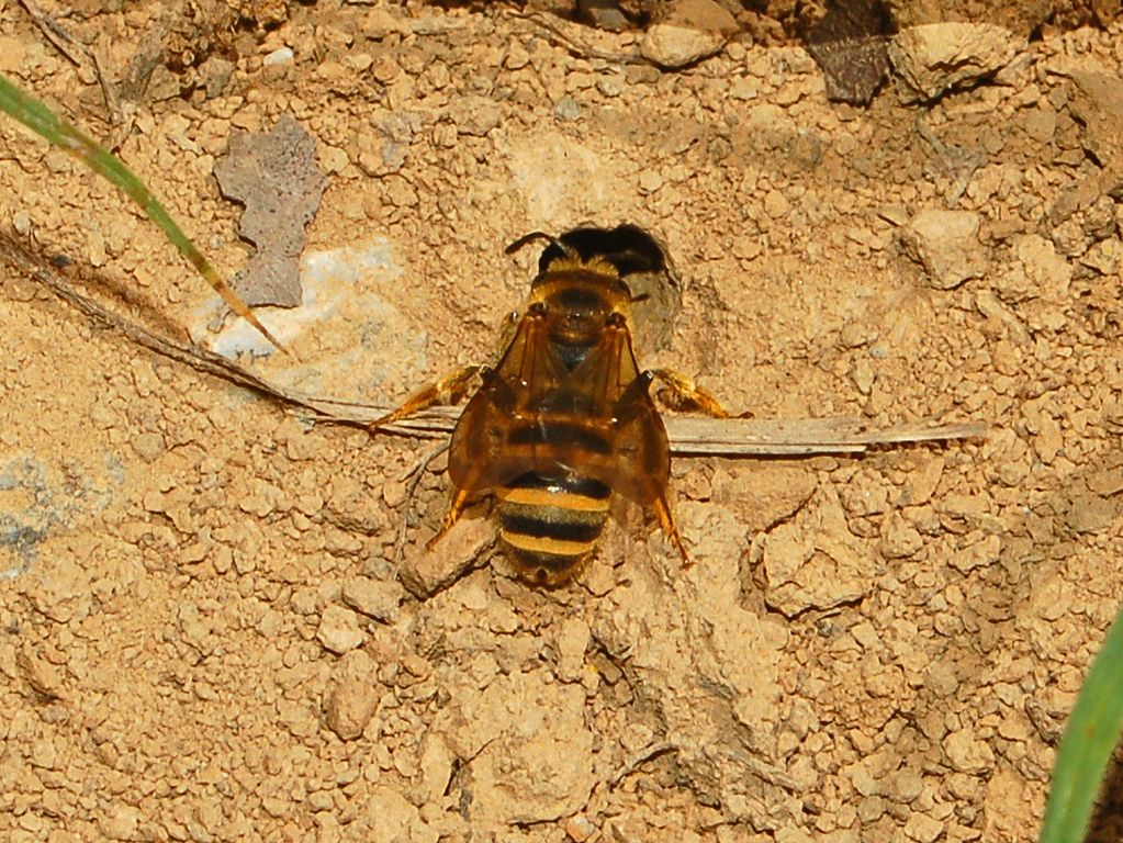 Delle api scavatrici: Halictus scabiosae F (Apidae Halictinae).